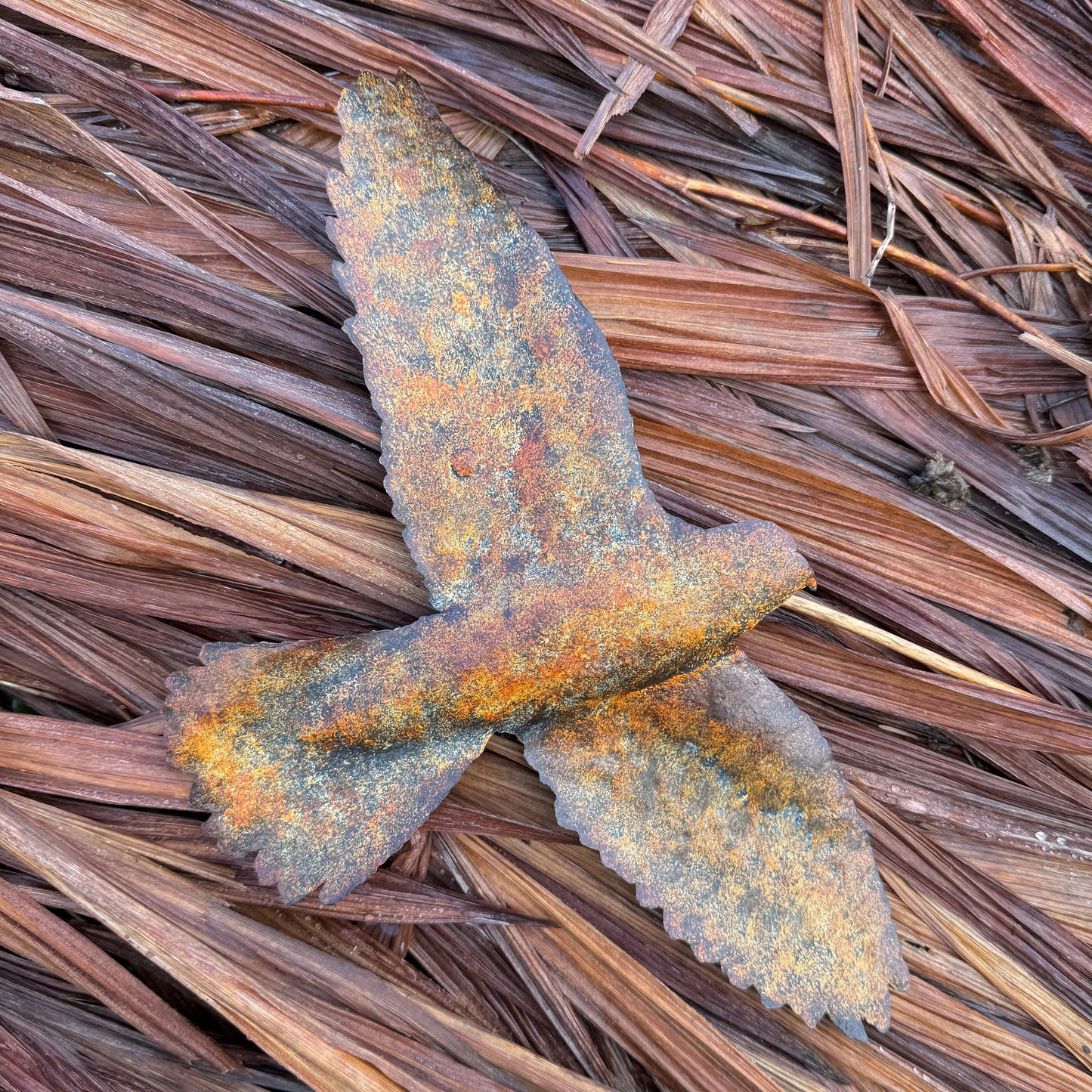Tin Kestrel