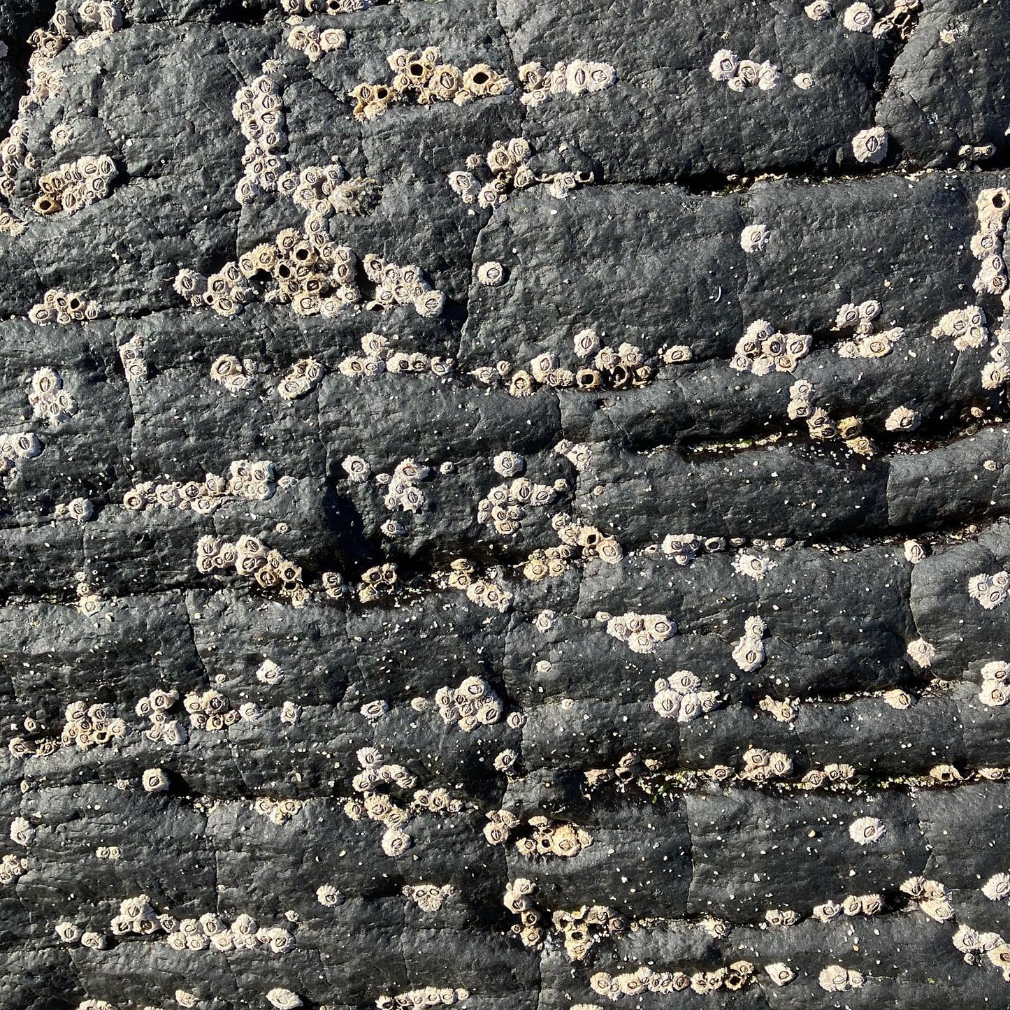 Langamull Barnacle Curved Bowl