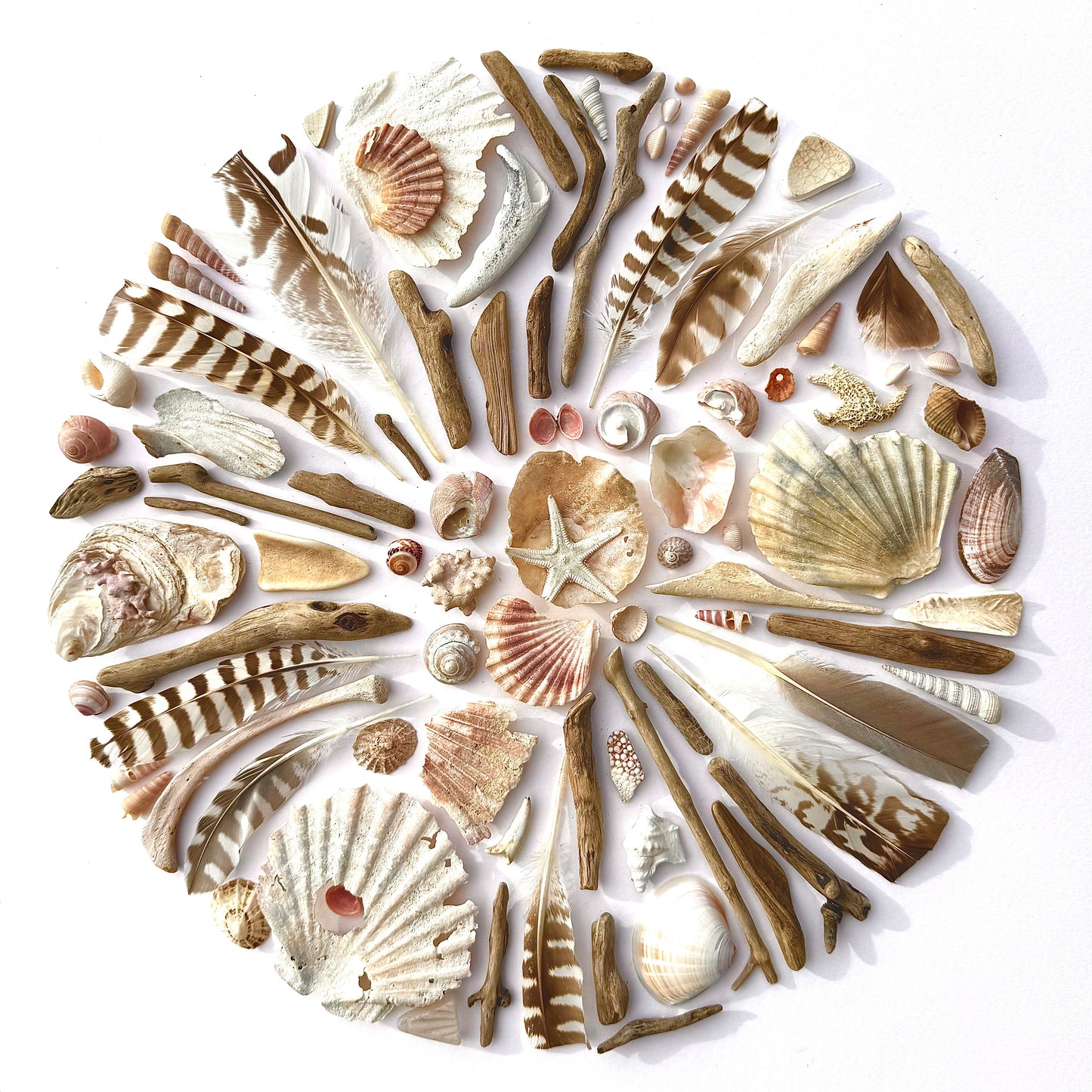 Shadow Box (Large) - Curlew Feathers, Scallops and Driftwood