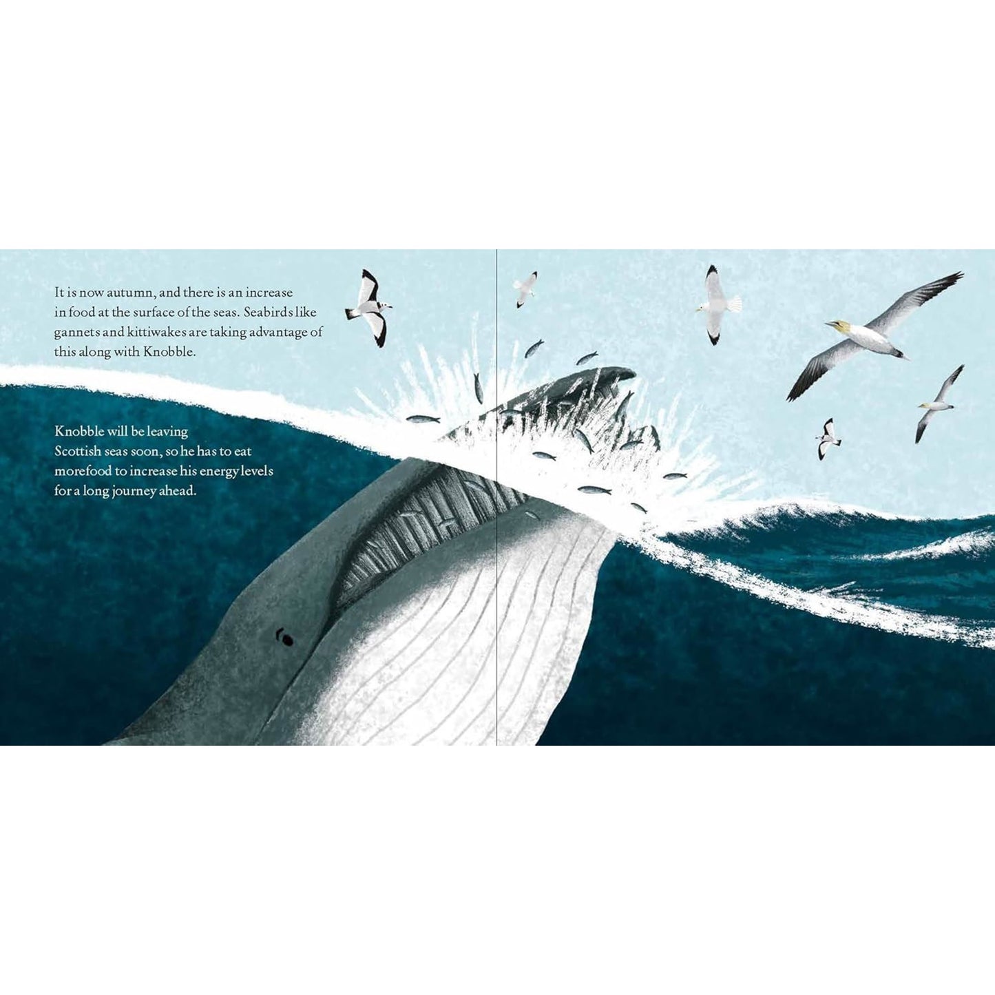Knobble the Minke Whale Book