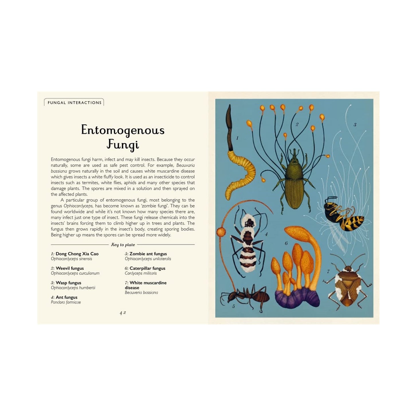 Fungarium - Mini Gift Edition - Book