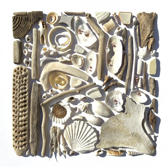 Shadow Box (Large) - Inch Kenneth Bone, Scallop Shells and Pheasant Shells