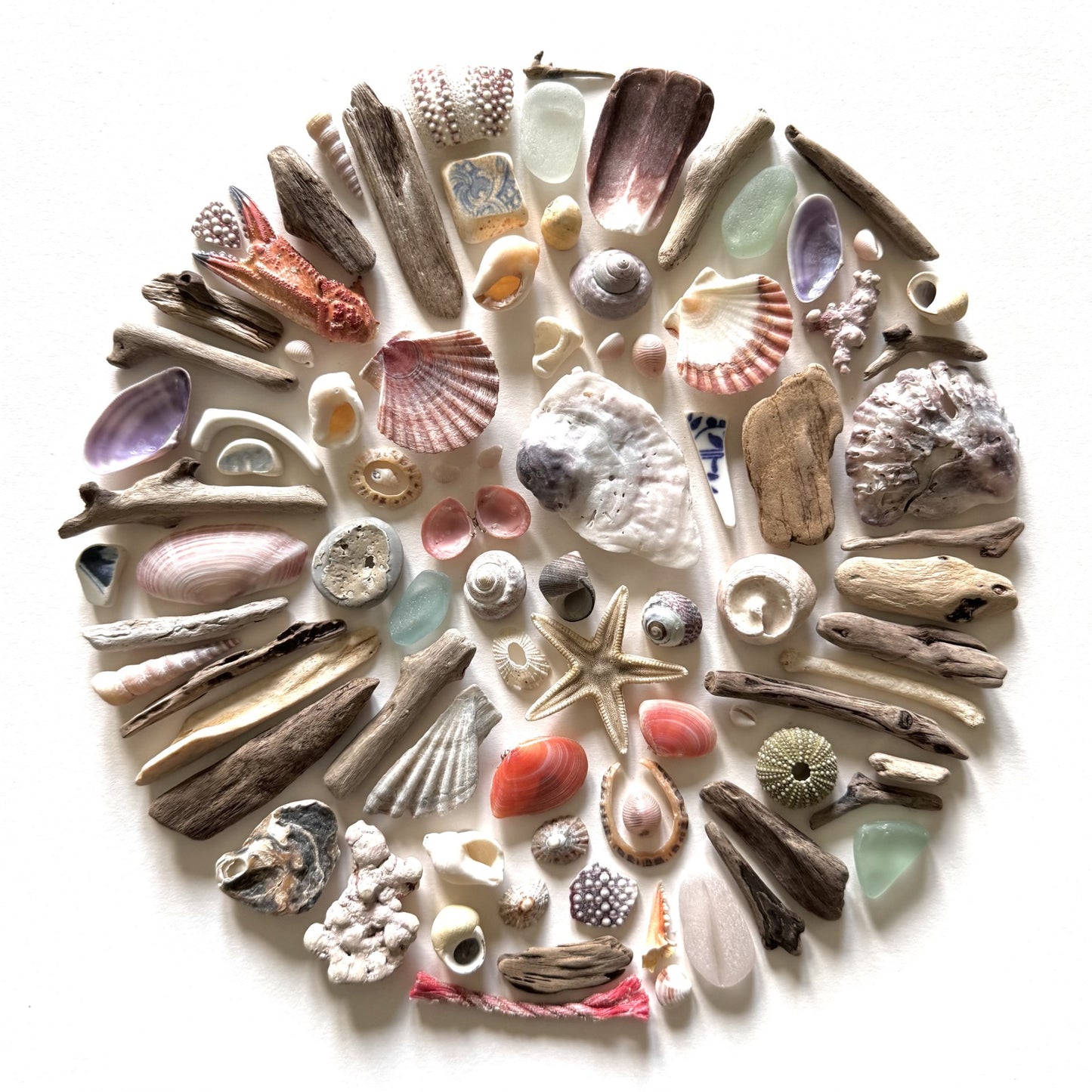Shadow Box (Medium) - Seashells and Driftwood
