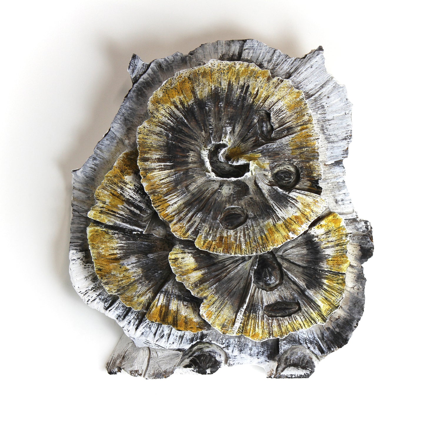 Lichen 1