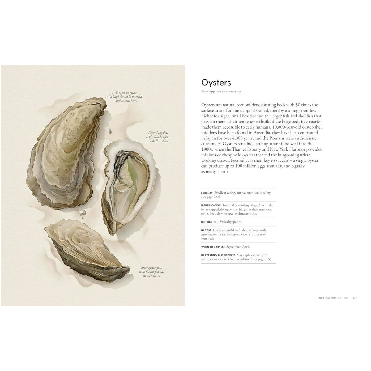 The Coastal Forager: Wild Maritime Food - Book