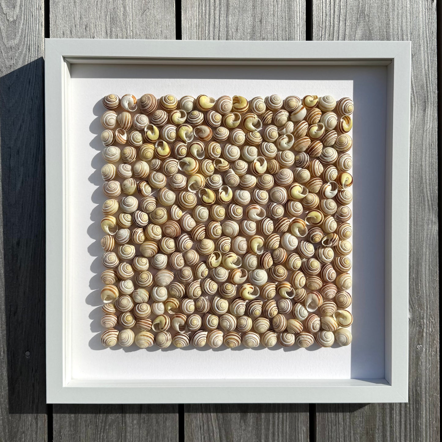 Shadow Box (Medium) - Sunshine Snail Shells