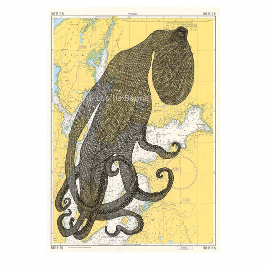 Ochd Chasach (Common Octopus) II