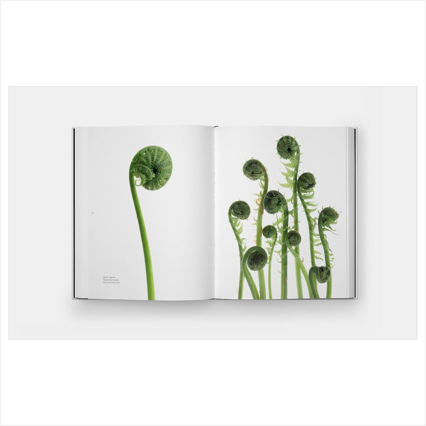 Still - The Art of Noticing - Book