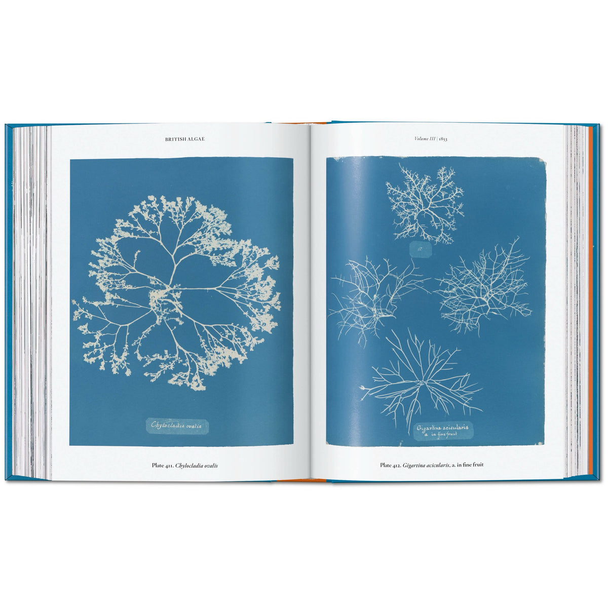 Anna Atkins: Cyanotypes - Book
