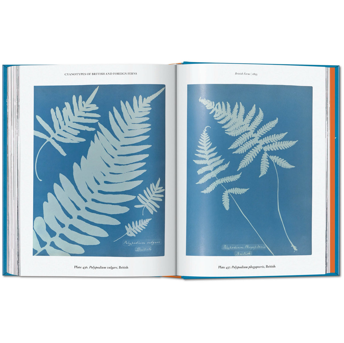 Anna Atkins: Cyanotypes - Book