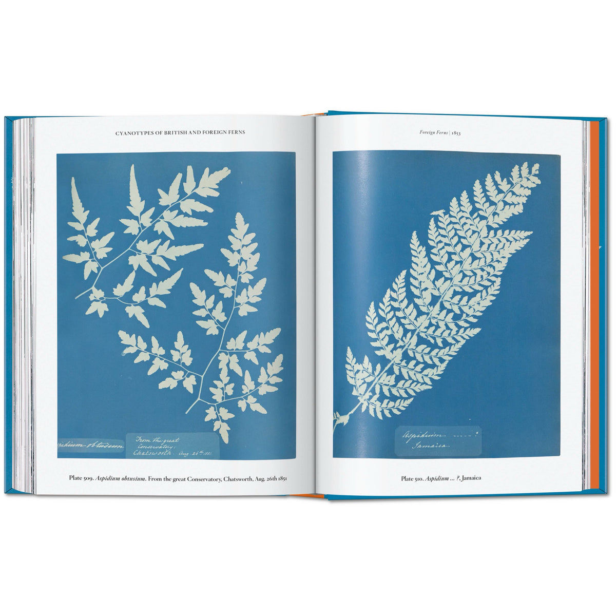 Anna Atkins: Cyanotypes - Book