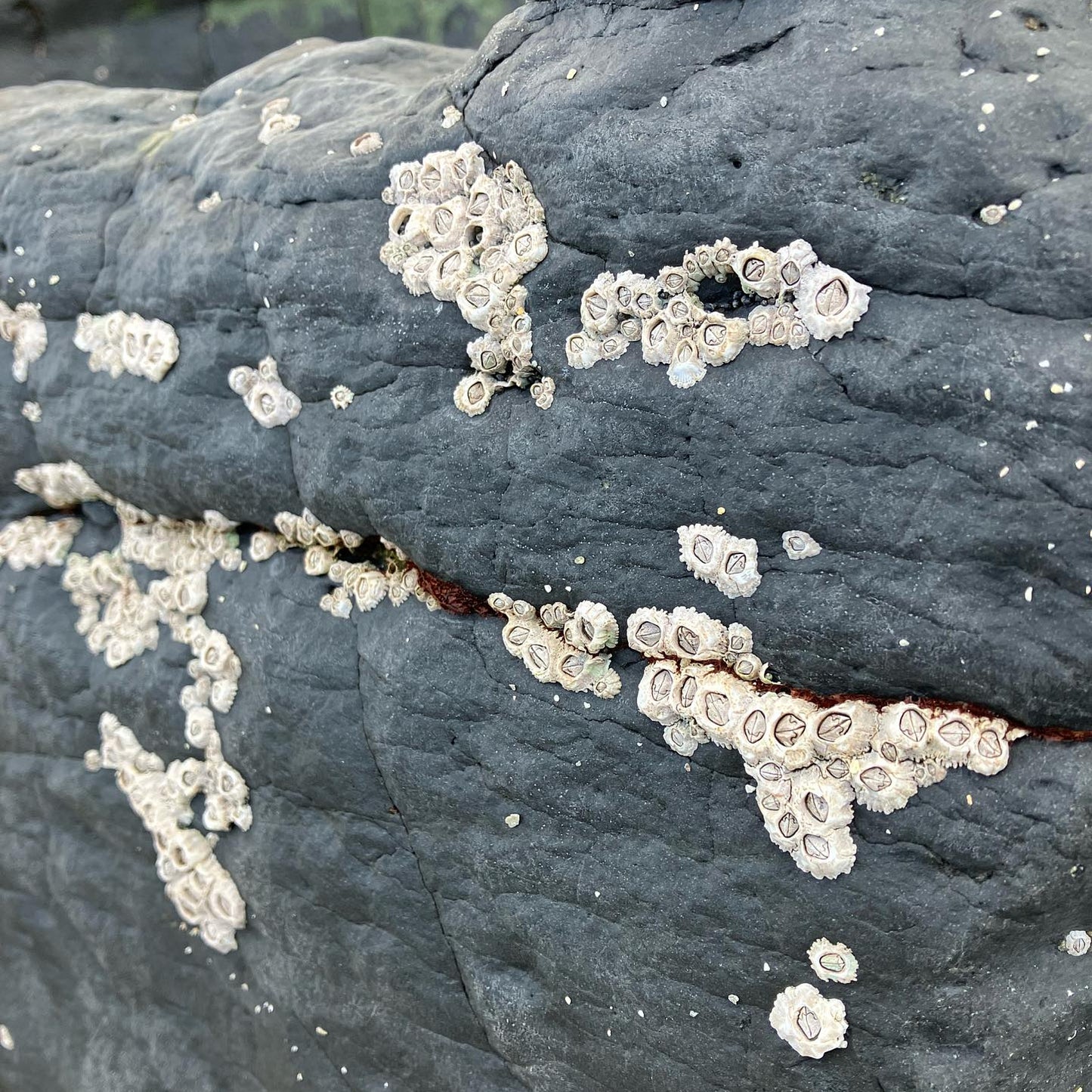 Langamull Barnacle Dish