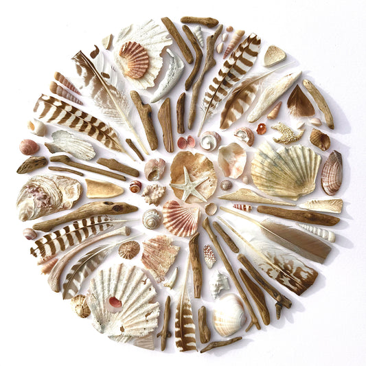 Shadow Box (Large) - Curlew Feathers, Scallops and Driftwood
