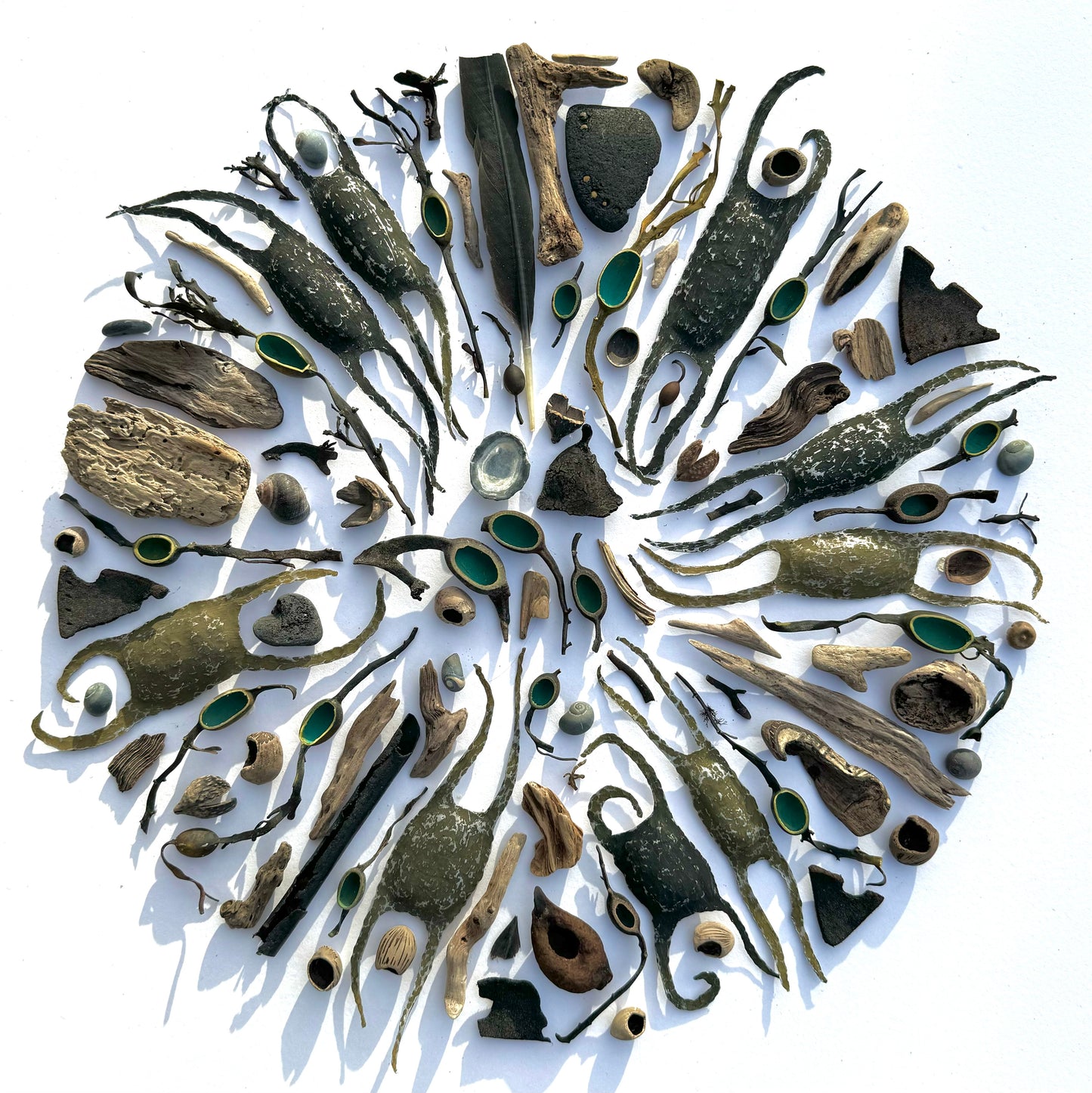 Shadow Box (Large) - Eggcases, Seaweed Vessels, Sea Soles and Driftwood