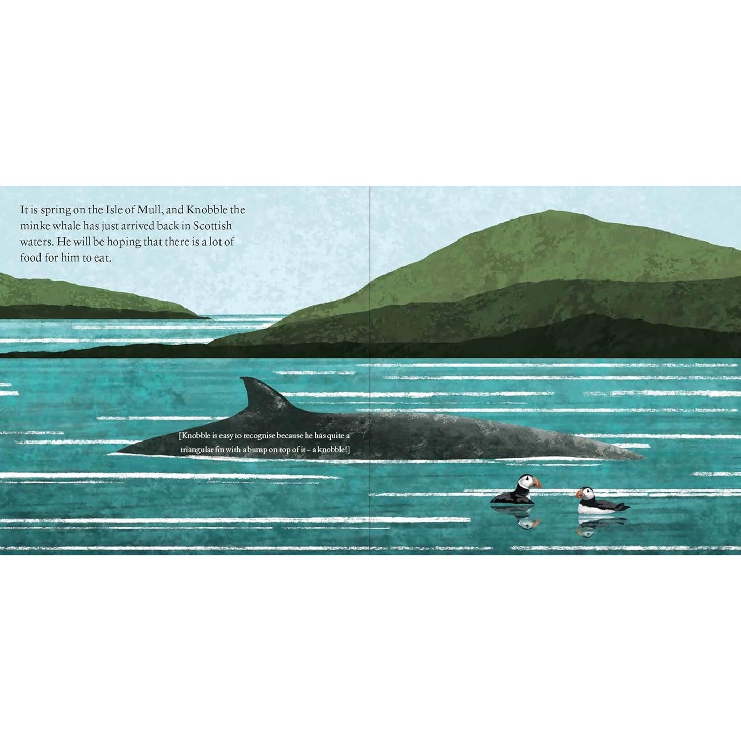 Knobble the Minke Whale Book