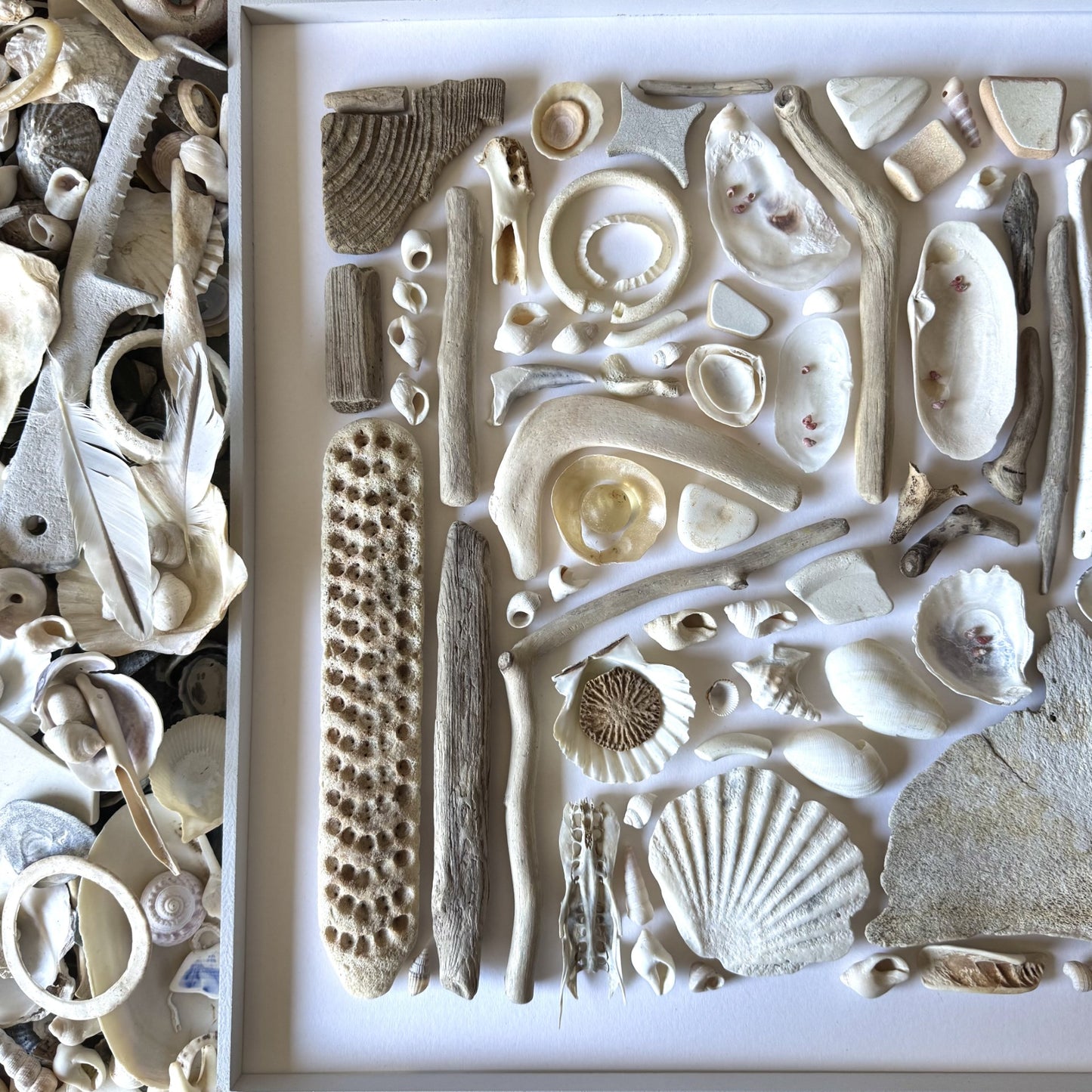 Shadow Box (Large) - Inch Kenneth Bone, Scallop Shells and Pheasant Shells