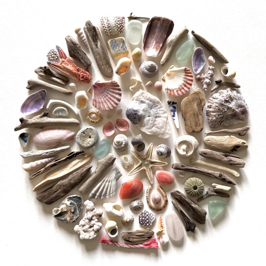 Shadow Box (Medium) - Seashells and Driftwood