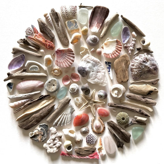 Shadow Box (Medium) - Seashells and Driftwood