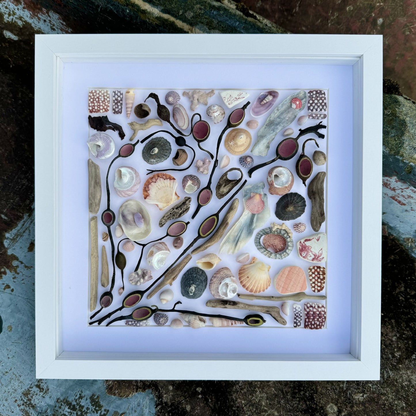 Shadow Box (Small) - Seaweed Vessels and Sea Urchin Fragments