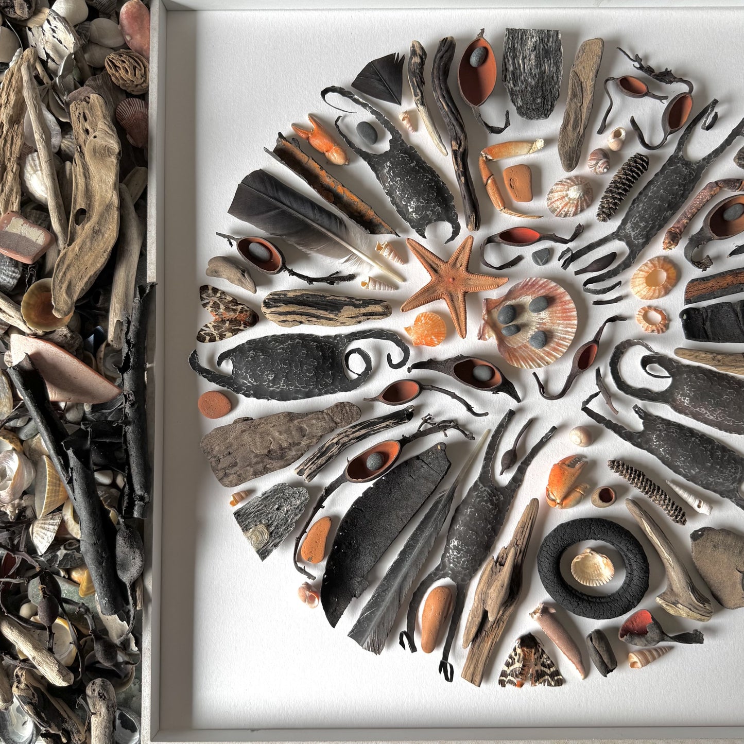 Shadow Box (Large) - Two Tiger Moths, Cold Forged Tin and Catshark Eggcases