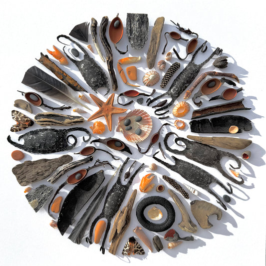 Shadow Box (Large) - Two Tiger Moths, Cold Forged Tin and Catshark Eggcases