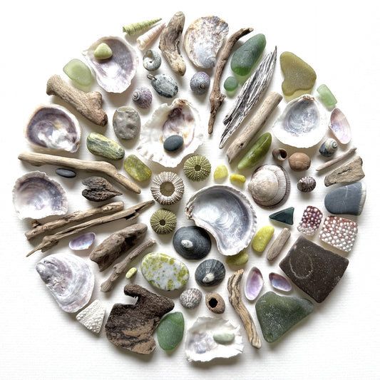 Shadow Box (Medium) - Urchins, Iona Marble and Oysters