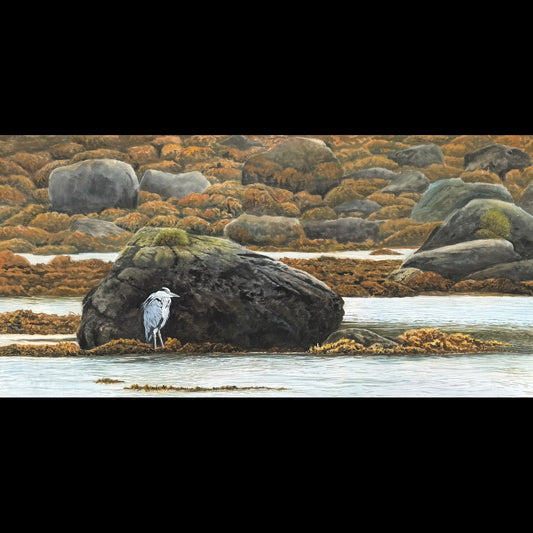 Heron, Loch Cuin