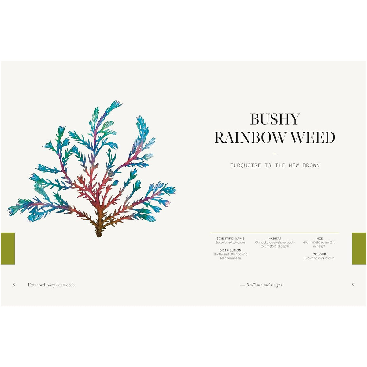 Extraordinary Seaweeds - Book
