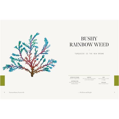 Extraordinary Seaweeds - Book