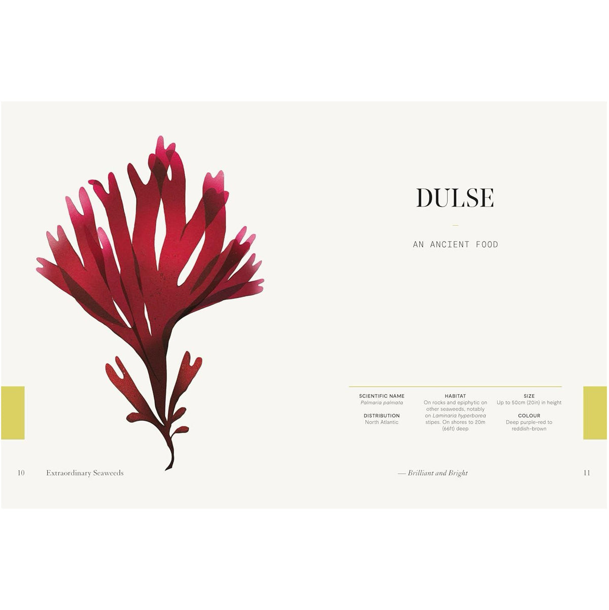 Extraordinary Seaweeds - Book
