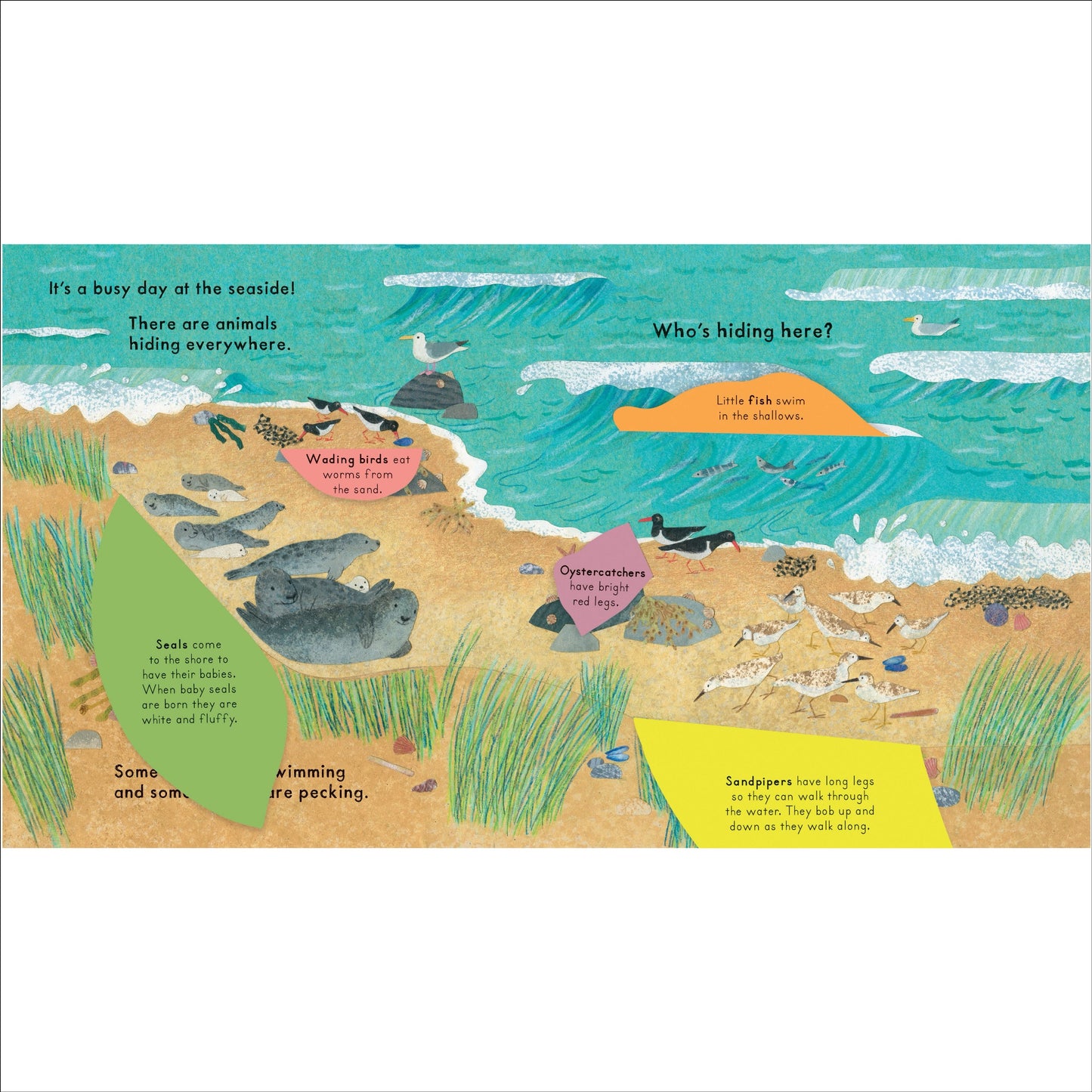 Who's Hiding at the Seaside Book