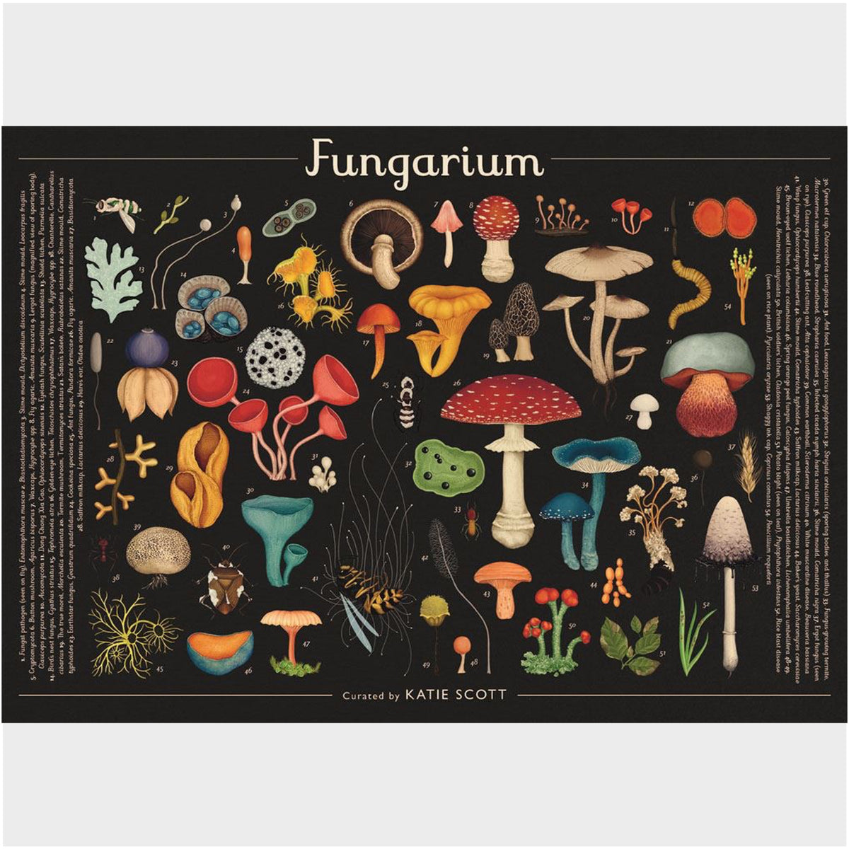Fungarium 1000 Piece Jigsaw Puzzle (Welcome to the Museum)