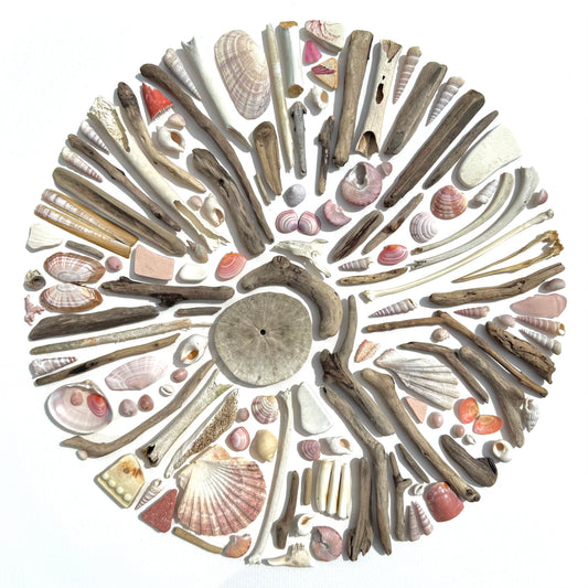 Shadow Box (Large) - Balnahard Bones and Baltic Tellins