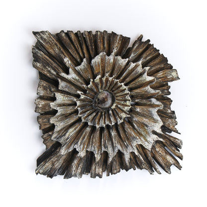 Clam