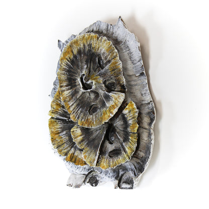 Lichen 1