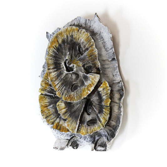 Lichen 1