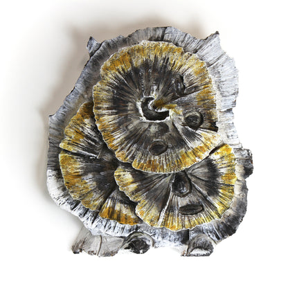 Lichen 1