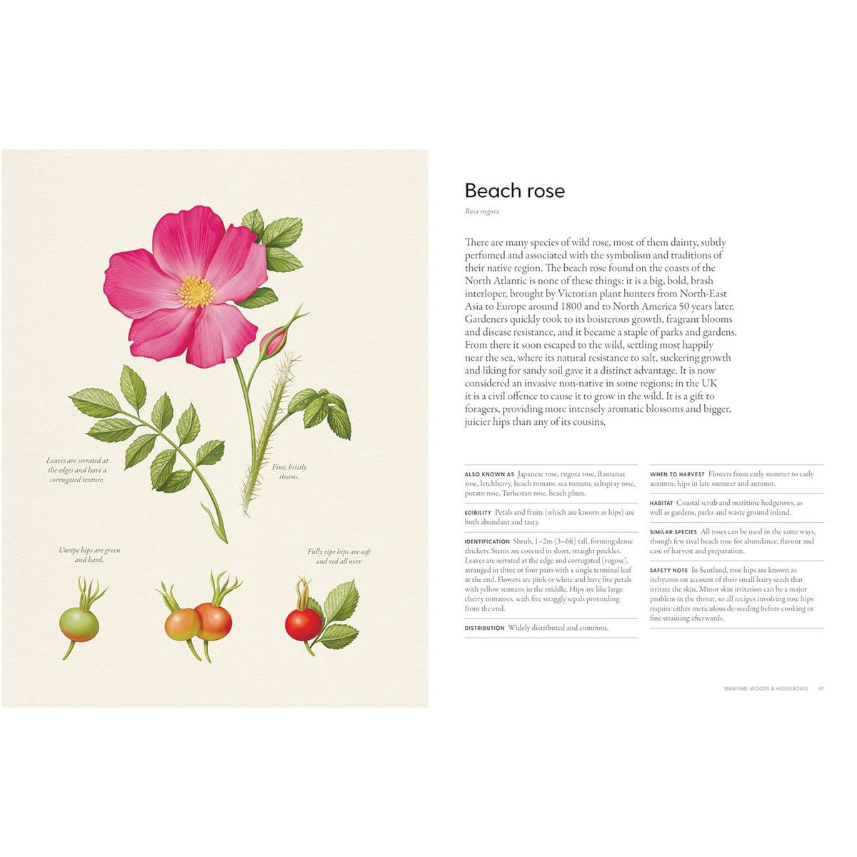 The Coastal Forager: Wild Maritime Food - Book