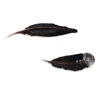 Goose Feather