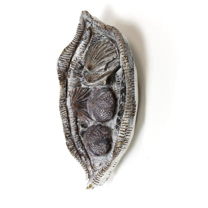 Fruits of the Sea