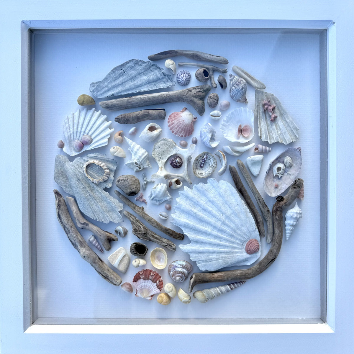 Shadow Box (Medium) - Scallops and Pelican Foot Shells
