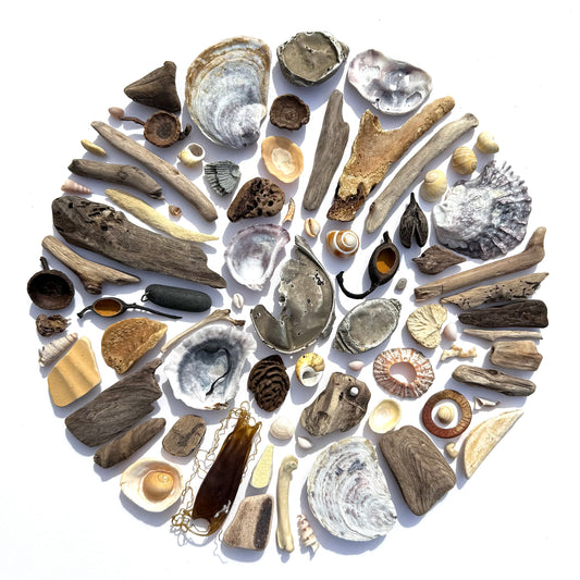 Shadow Box (Medium) - Oysters, Bones and Driftwood