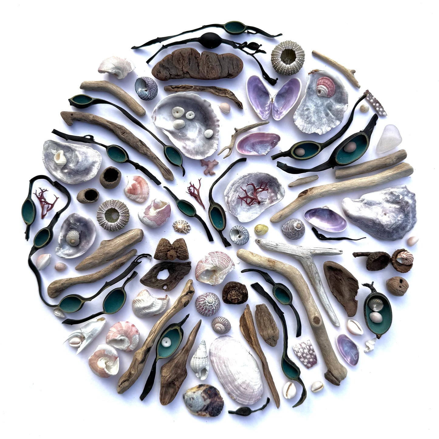 Shadow Box (Medium) - Oysters, Urchins and Ascophyllum Nodosum