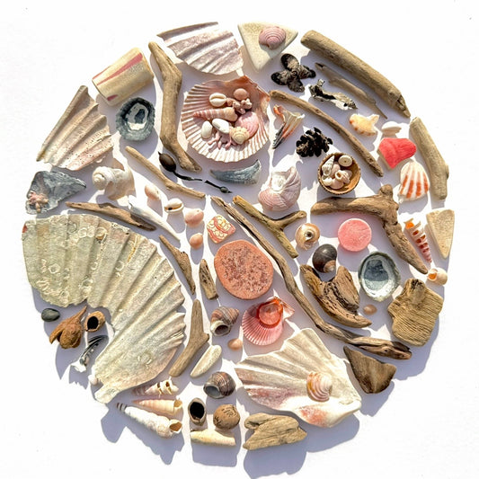 Shadow Box (Medium) - Scallop Shells and Seashells