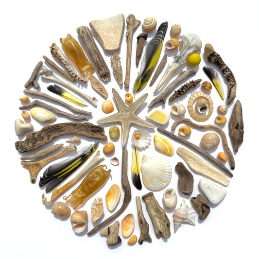 Shadow Box (Medium) - Starfish, Shell's and Sarah's Necklace Shells