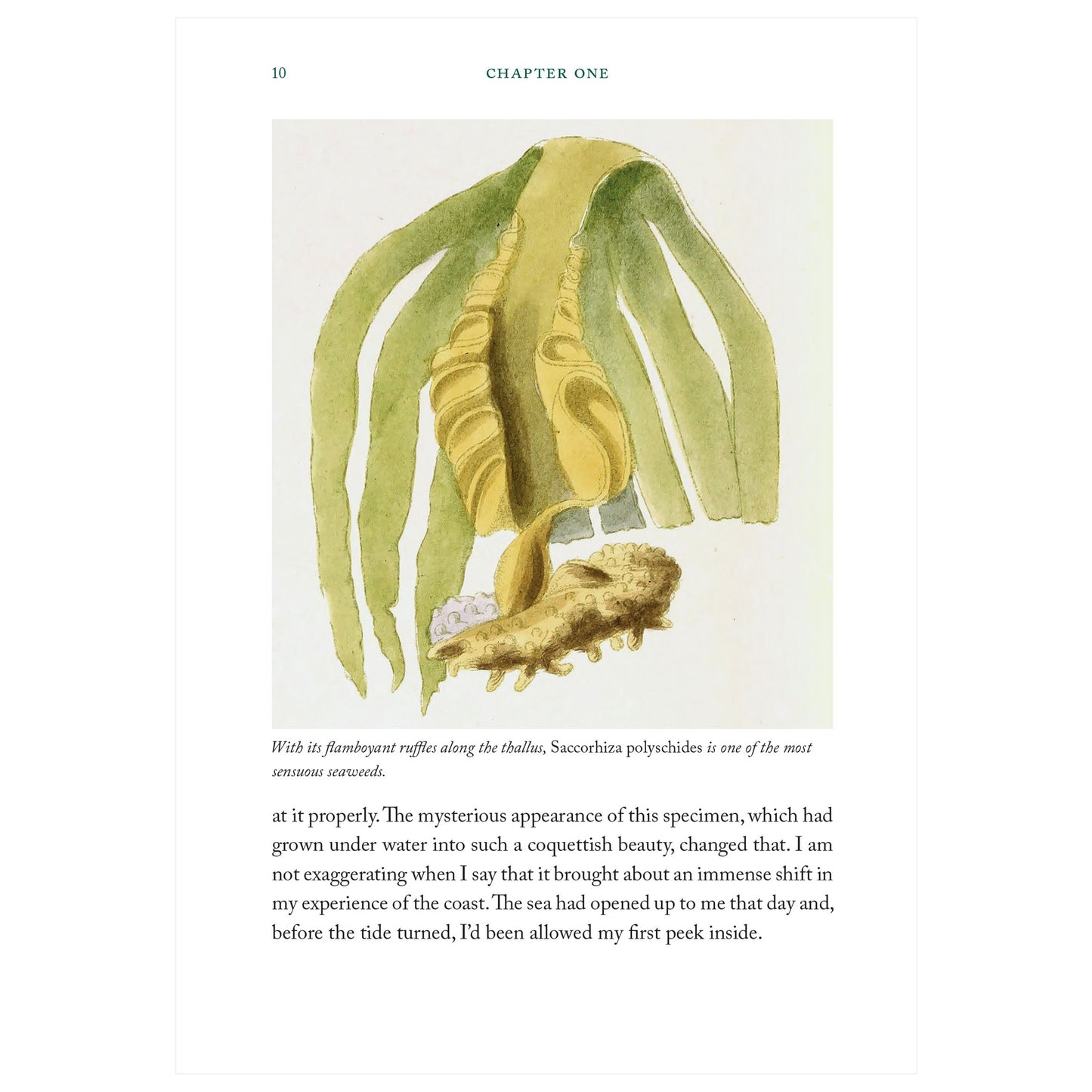 Seaweed Collectors Handbook - Book