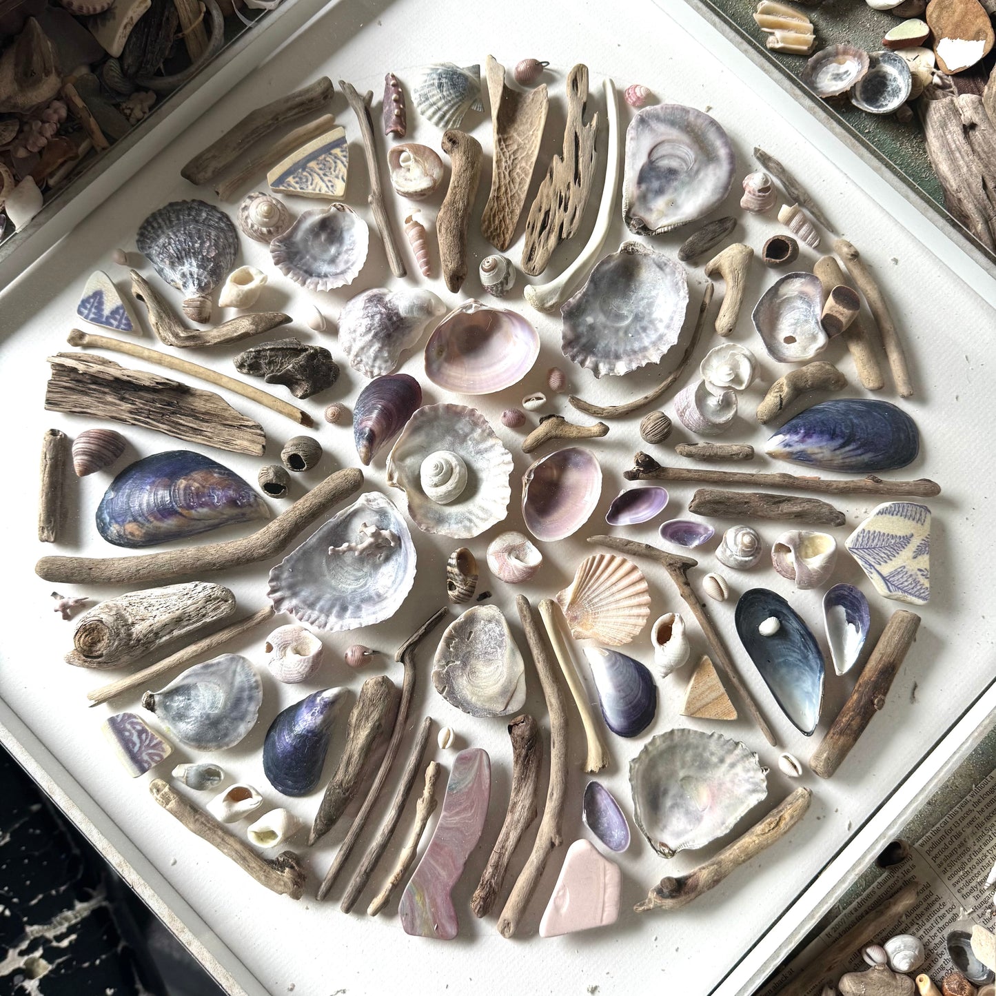 Shadow Box (Large) - Mussels and Oysters
