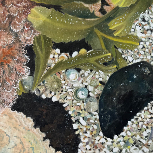 Rockpool Study I