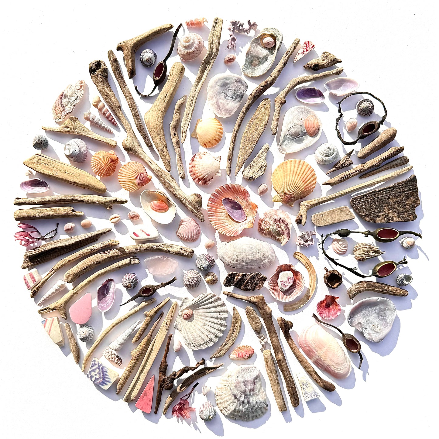 Shadow Box (Large) - Scallops, Driftwood and Cowries