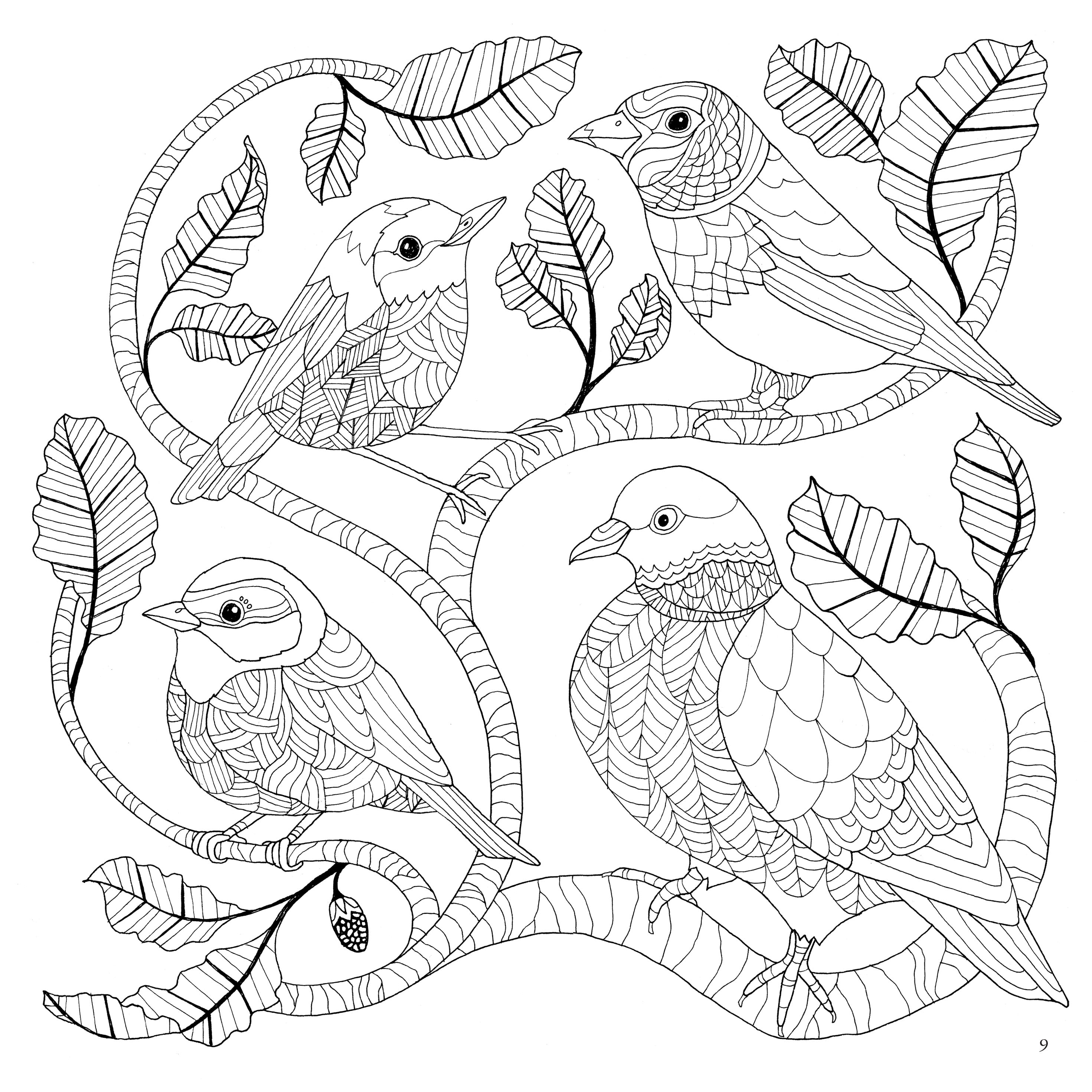 Scottish Nature Colouring Book – Calgary Gallery & Gift Shop